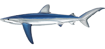Blue Shark