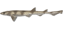Smallspotted Catshark