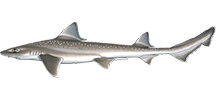 Smoothhounds